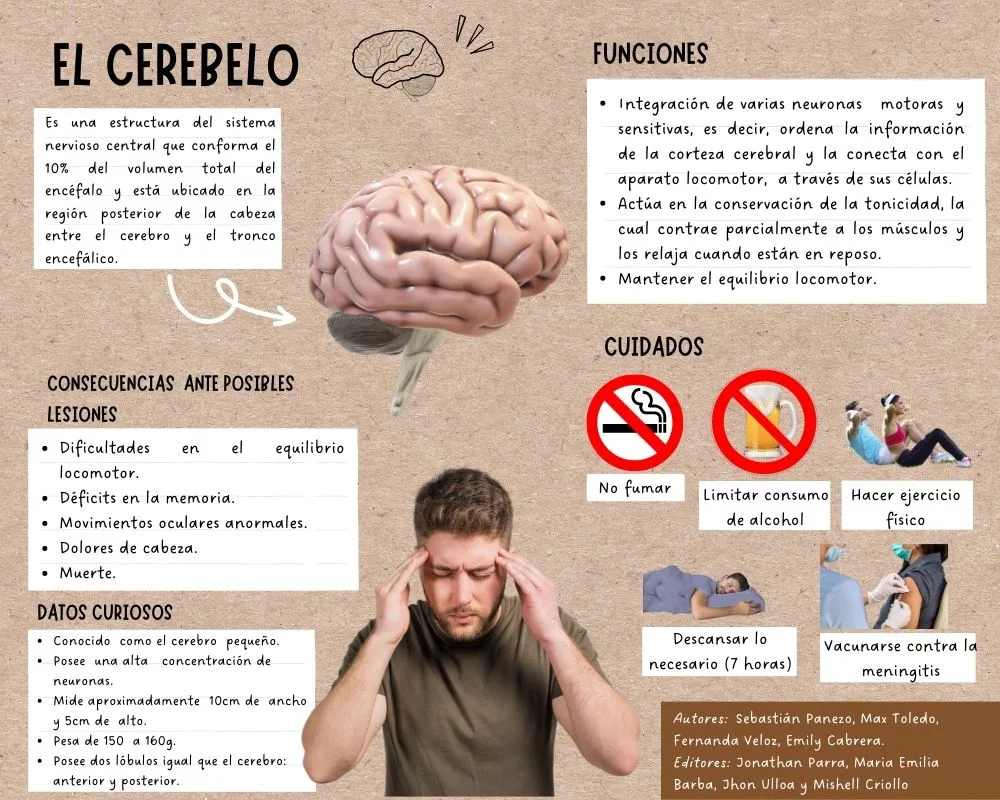 INFOGRAFÍA EL CEREBELO