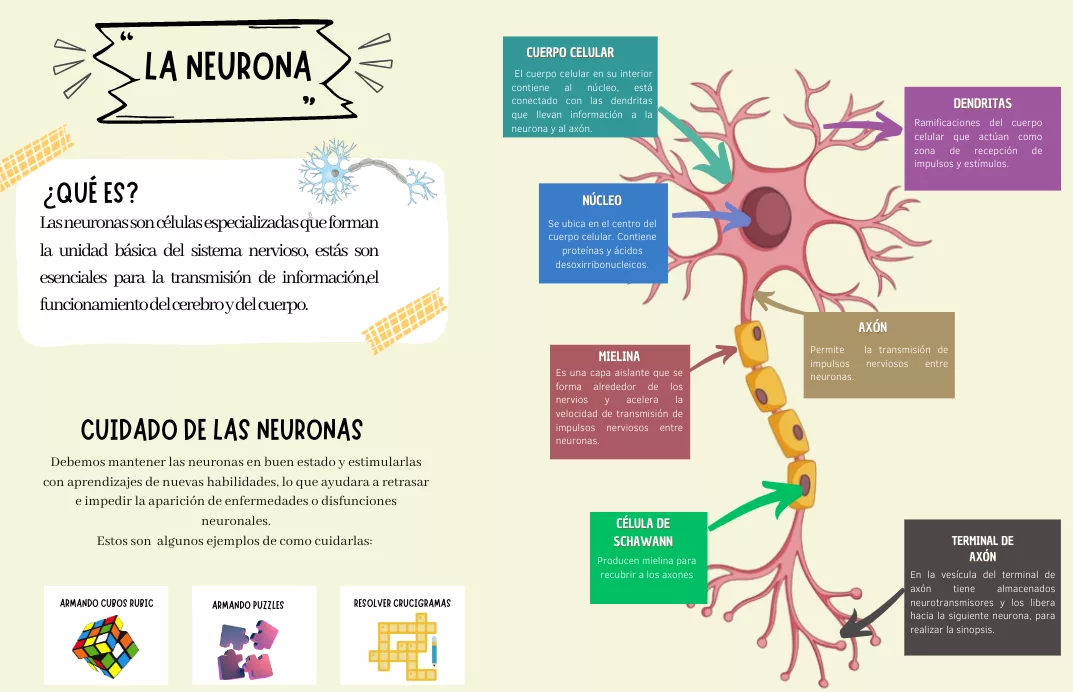 Estructura De La Neurona