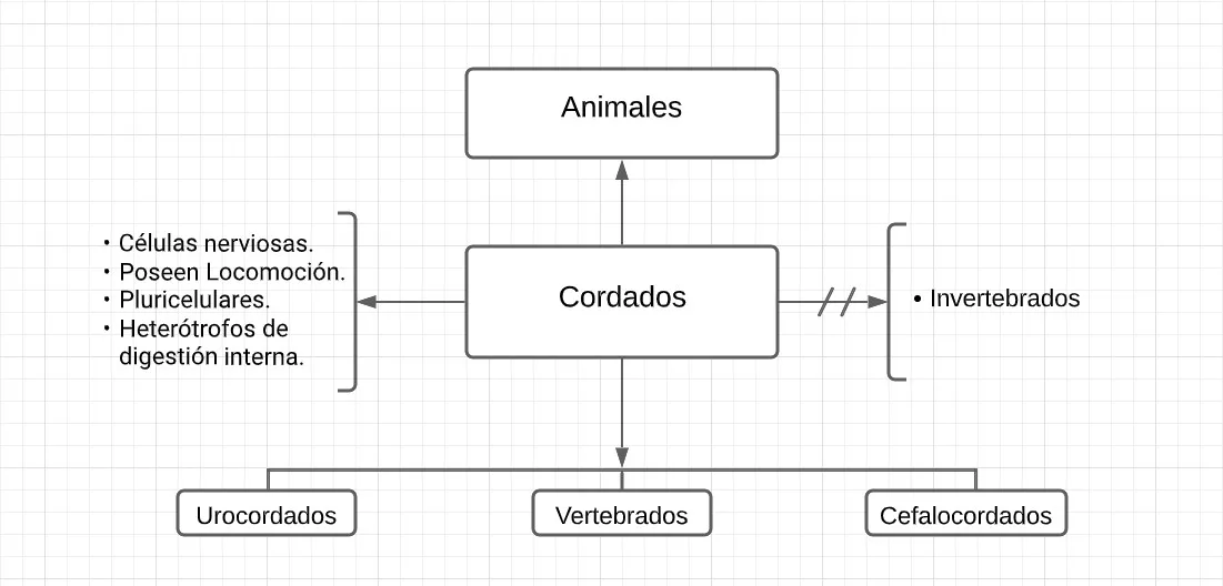 Mentefacto conceptual de los cordados