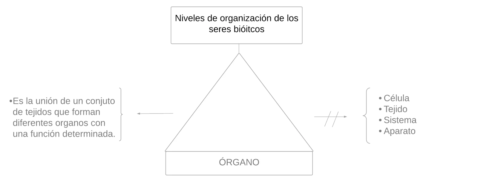 Pseudomentefacto órgano