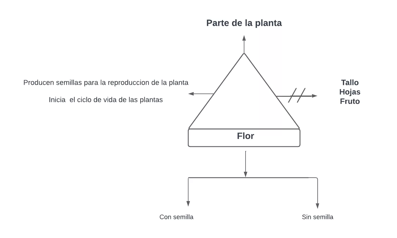 Pseudomentefacto flor
