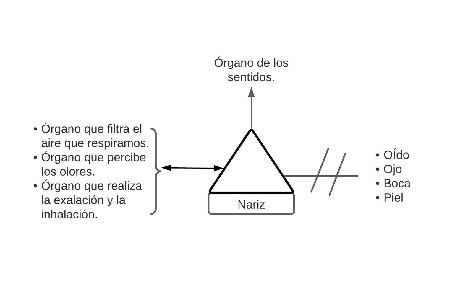 Pseudomentefacto de Nariz