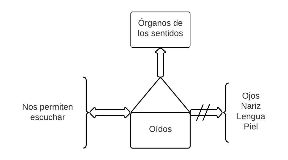 Pseudomentefacto Oídos
