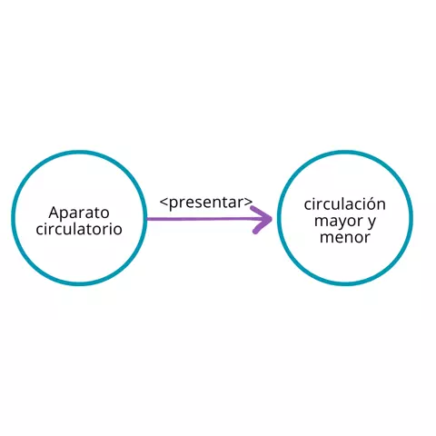 P.2.4: Todo aparato circulatorio presenta circulación mayor y menor.
