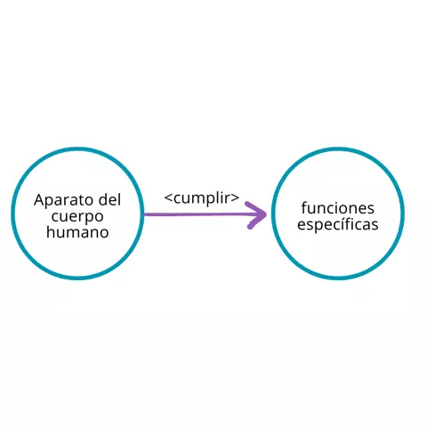 P2.3: Los aparatos del cuerpo humano cumplen funciones específicas.
