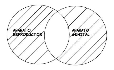 P2.1: Todo aparato reproductor es aparato genital.