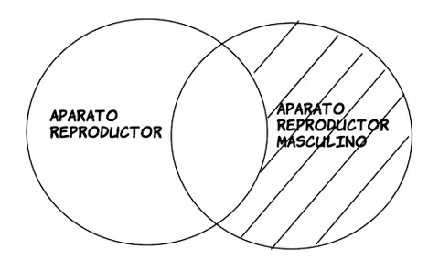 P4.1: Algún aparato reproductor es aparato reproductor maculino.