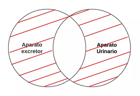 P2.1 .- Todo aparato excretor es aparato urinario.