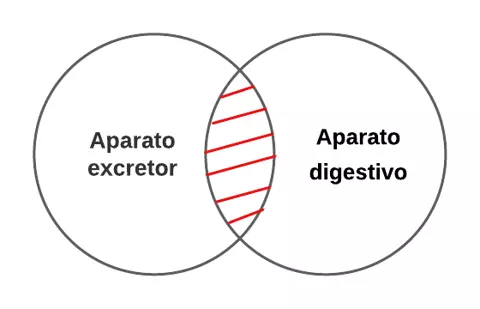 P3.1- Ningún aparato excretor es aparato digestivo.