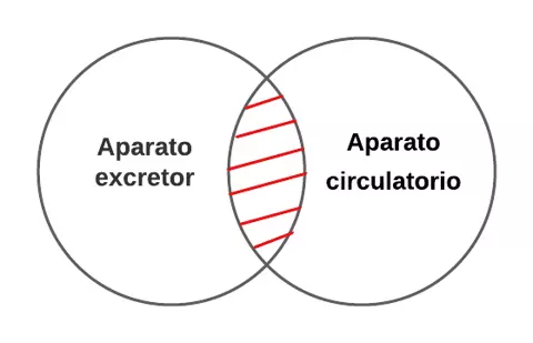 P3.2.- Ningún aparato excretor es aparato circulatorio.
