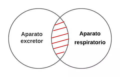P3.3.- Ningún aparato excretor es aparato respiratorio.