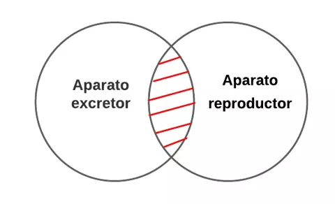 P3.4.- Ningún aparato excretor es aparato reproductor.