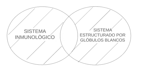 P2.2. Todo sistema inmunológico es un sistema estructurado por glóbulos blancos.