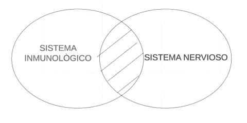 P3.1. Ningún Sistema inmunológico es sistema nervioso