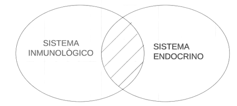 P3.2. Ningún Sistema inmunológico es sistema endocrino