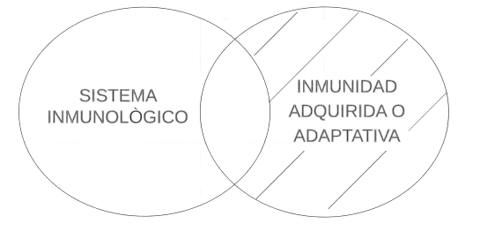 P4.1. Algún sistema inmunológico es inmunidad adquirida o adaptativa