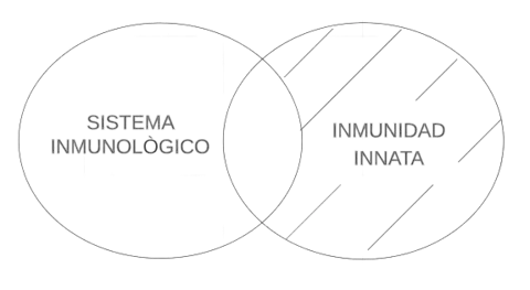 P4.2. Algún sistema inmunológico es inmunidad innata