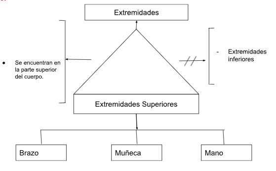 Archivo:Pseudo mentefacto extremidades superiores.jpg