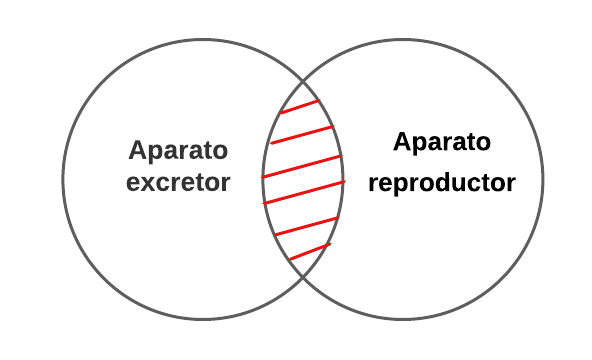 Archivo:Mentefacto aparato excretor - P3.4.png