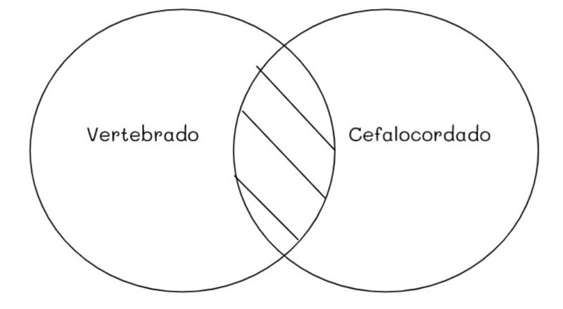 Archivo:Mentefacto vertebrados 6.jpg