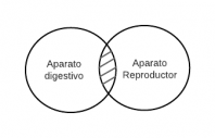 Ningún aparato digestivo es aparato reproductor.