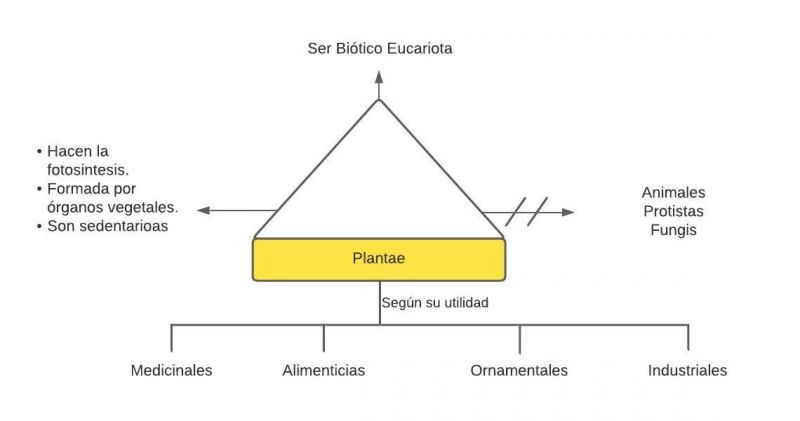 Archivo:Plantas (2).jpg