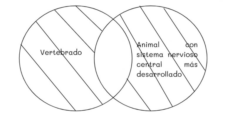Archivo:Mentefacto vertebrados 3.jpg