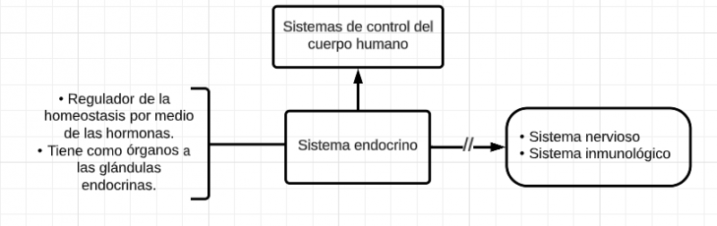 Archivo:Ment. sistema endócrino.png