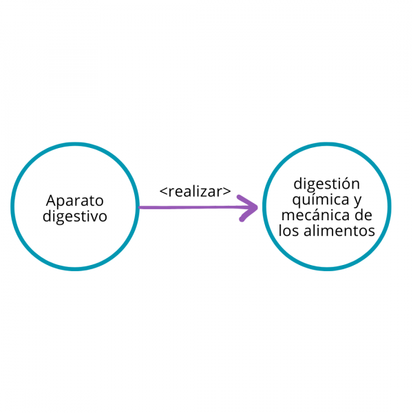 Archivo:Aparato digestivo.png