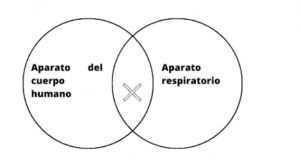 Aparato respiratorio .jpg
