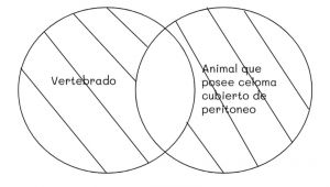 Mentefacto vertebrados 5.jpg