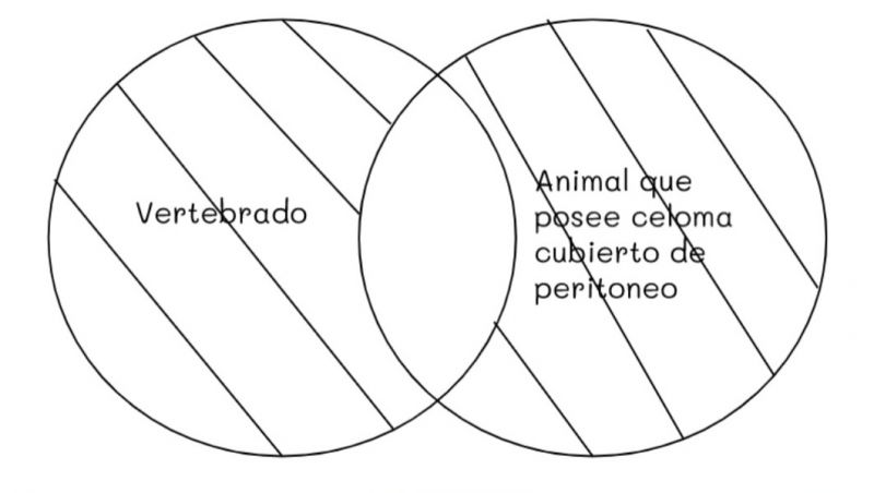 Archivo:Mentefacto vertebrados 5.jpg
