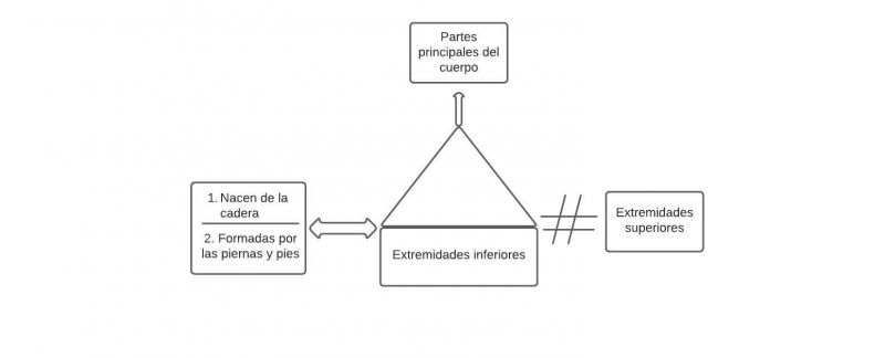 Archivo:Mentefacto extremidadesinferiores.jpg
