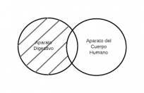 Todo aparato digestivo es aparato del cuerpo humano.