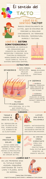 Archivo:INFOGRAFÍa SENTIDO DEL TACTO.png