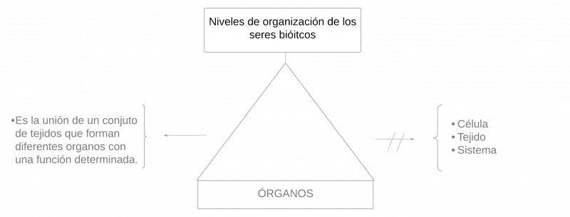 Archivo:Pseudomentefacto organos .png