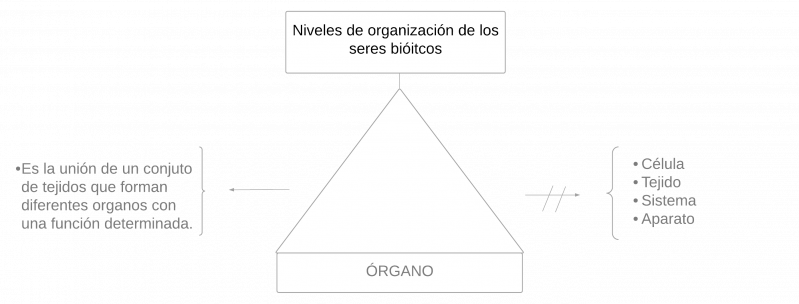 Archivo:Pseudomentefacto órgano3.png