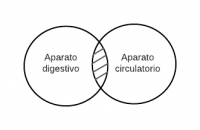 Ningún aparato digestivo es aparato circulatorio.