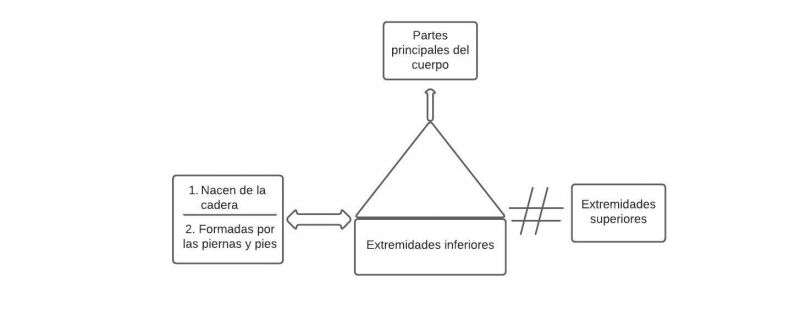 Archivo:Mentefacto extremidades inferiores.jpg
