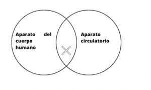 Aparato circulatorio.jpg