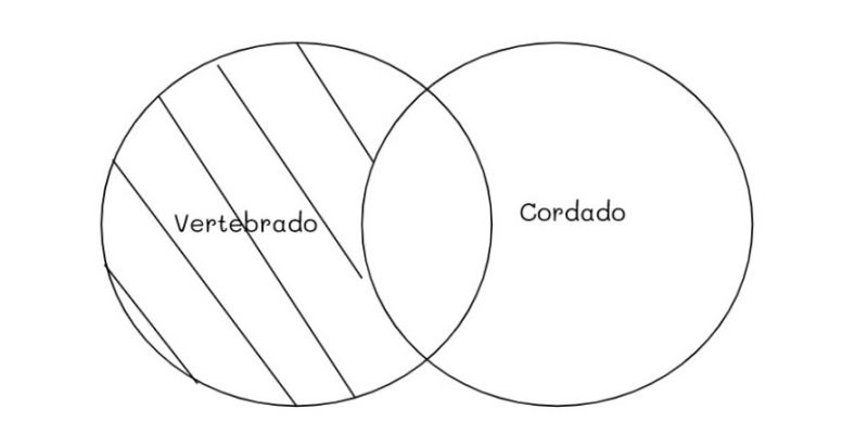 Archivo:Mentefacto vertebrados 1.jpg