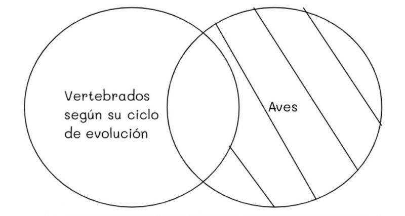Archivo:Mentefacto vertebrados 12.jpg