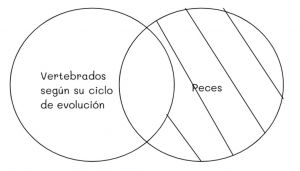 Mentefacto vertebrados 8.jpg