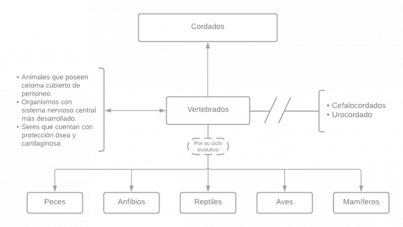 Archivo:Vertebrados .png