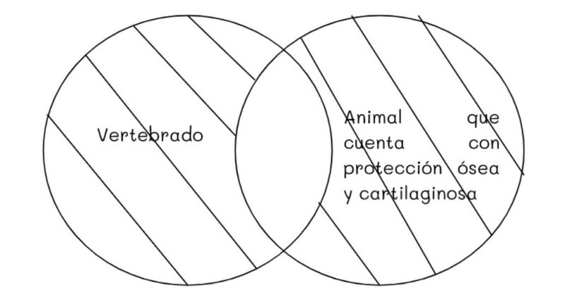 Archivo:Mentefacto vertebrados 4.jpg