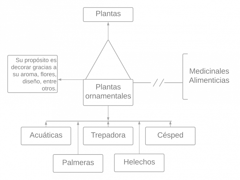 Archivo:Pseudomentefacto planta ornamentale.png