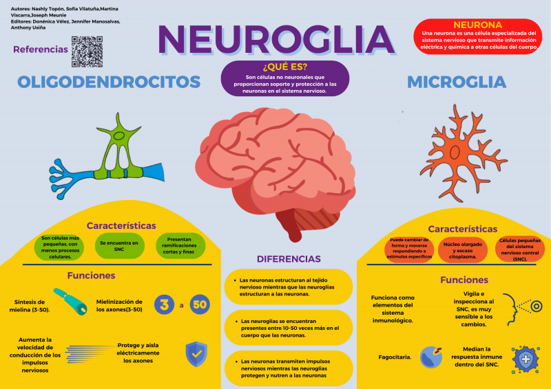 Archivo:Infografía Neuroglia.png