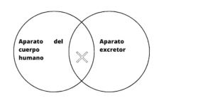 Aparato excretor .jpg