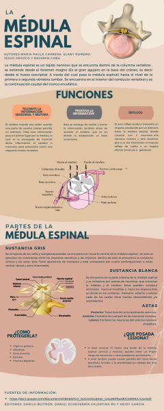 Archivo:Infografía Médula Espinal .png