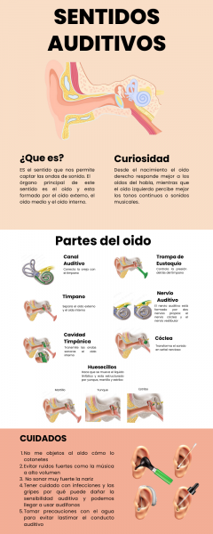 Archivo:Infografia sentido auditivo.png